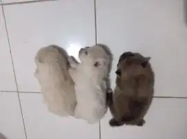 Minipom warna putih