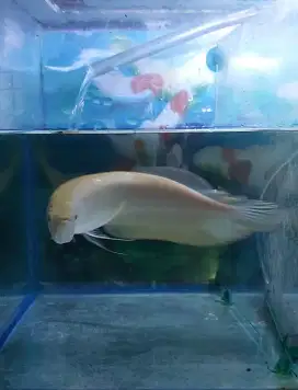 Ikan arwana albino