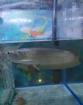 Ikan arwana brasil silver red