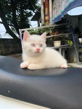 Kucing BSH WHITE SOLID KITTEN