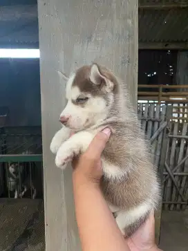 Jual anjing husky