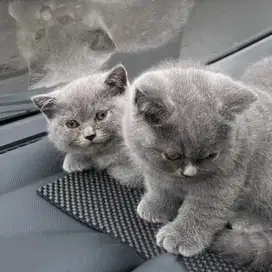 kucing bsh, british short hair