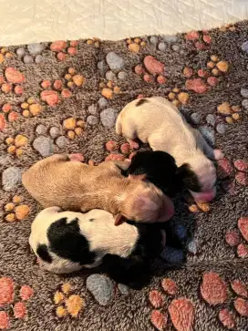 Maltipoo (maltese x poodle ) open booking!