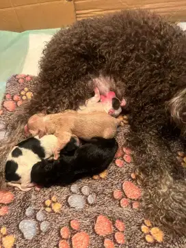 Maltipoo ( maltese x poodle ) open booking
