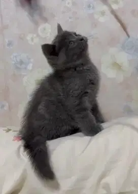 KUCING BSH BLUE SOLID KITTEN