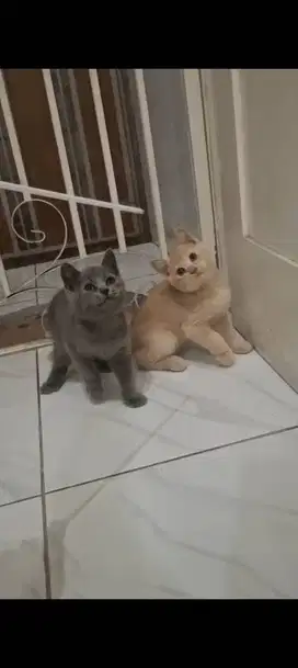 Kitten bsh jantan usia 2.5 bulan cream dan blue solid