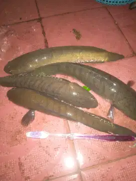 ikan gabus alami 100rb