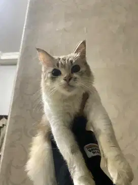 dijual kucing persia , minat inbox atau wa
