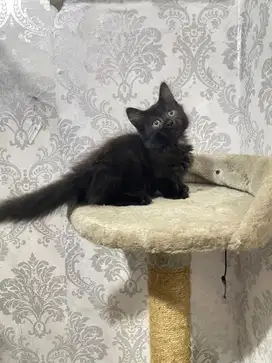 Kucing cebol Munchkin  betina black
