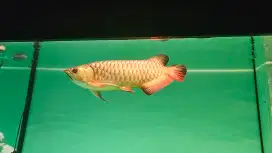 Arwana golden red