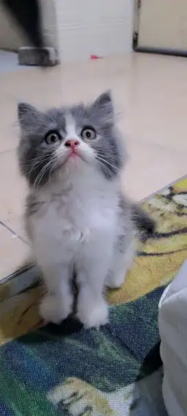 Kucing persia betina/kitten.persia betina/kucung anggora betina