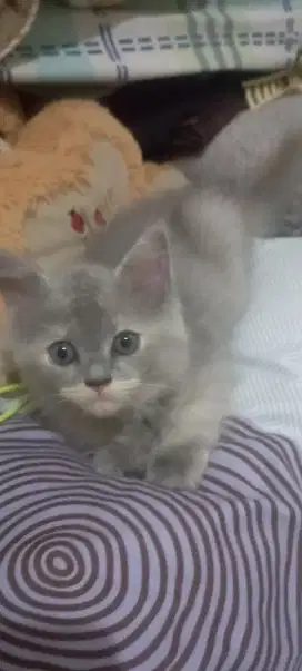 Kitten bicolor.