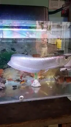Arwana silver red 45cm