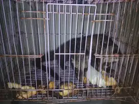 Musang pandan jinak