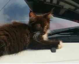 Kitten Mainecoon Jantan pure