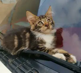 Kitten Mainecoon Betina Pure
