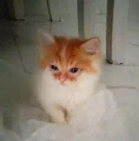 Kitten 2ekor longhair sejodoh aktif gemuk mandiri pup dipasir negoin