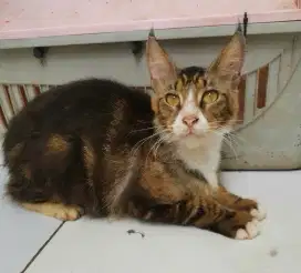 Betina Indukkan Mainecoon Pure