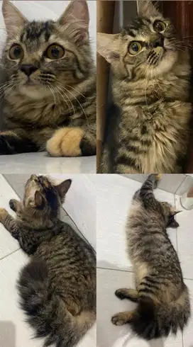 Jual kucing ras anggora