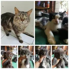 Mainecoon Pure mix Persia bagus dan kitten nya
