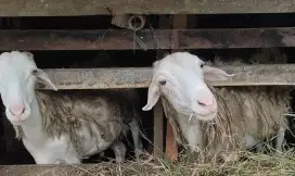 Kambing siap buat qurban