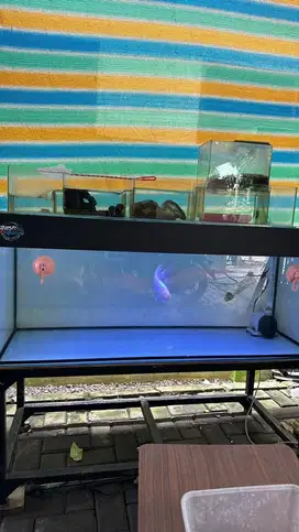 Aquarium 120x50x50