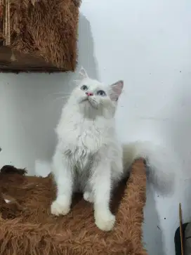 Kucing persia longhair