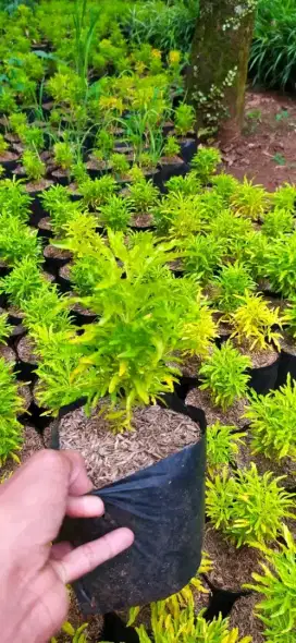 tanaman brokoli kuning murah