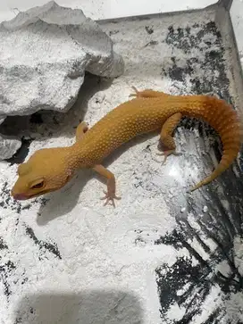 Gecko sunglow female