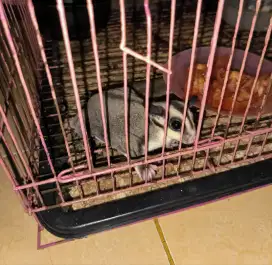 sugar glider jantan