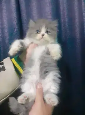 kucing persia flatnose #kittenflatnose