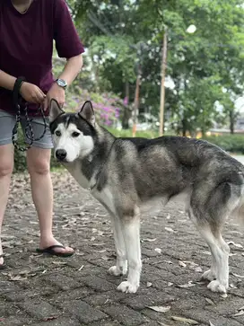 Cari Husky Betina untuk Kawin