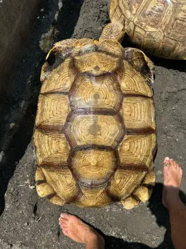 SULCATA 85CM SUPER JUMBO CERAH JANTAN PRODUKTIF