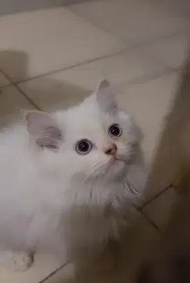 KITTEN PERSIA MEDIUM BETINA