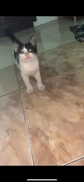 Kitten mixdome betina