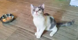 kucing lucu sedang menunggu rumah barumu!