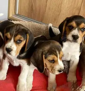 DIJUAL PUPPY ANJING BEAGLE