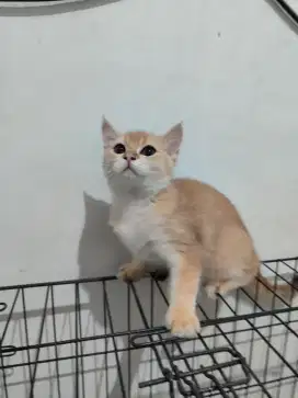 Kitten british shorthair golden