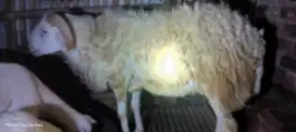 KAMBING DOMBA QURBAN JUMBO