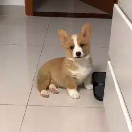DIJUAL PUPPY ANJING WELSH CORGI