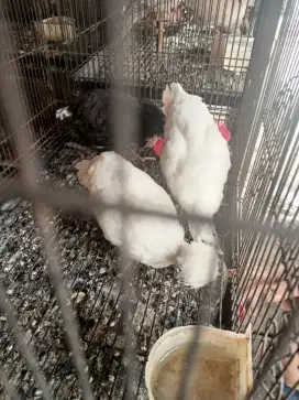 Ayam Poland usia 3 bulan