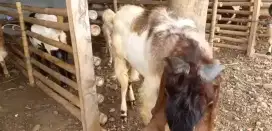 Kambing qurban super grade jawa randu tinggi 110cm