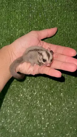 Joey Sugar Glider Classic Grey