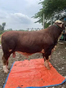 Sapi Bali 15 Jutaan | ADA SAPI JUMBO