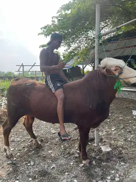 Sapi Bali 15 Jutaan | ADA SAPI JUMBO