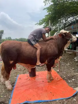 Sapi Bali 15 Jutaan | ADA SAPI JUMBO