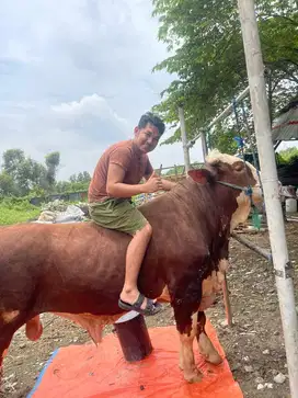 Sapi BALI mulai 15 Jutaan | ADA SAPI JUMBO