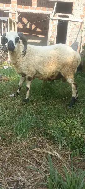 Domba  kurban gede gede
