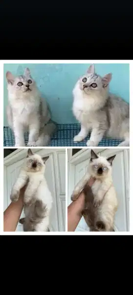 kucing anakan dewasa kitten anggora persia ragdoll mainecoon himalaya