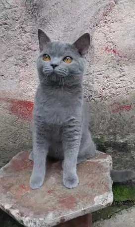KUCING BRITISH SHORTHAIR LINE IMPORT